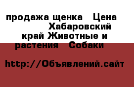 продажа щенка › Цена ­ 15 000 - Хабаровский край Животные и растения » Собаки   